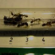 Camponotus Mitis Test Tube View