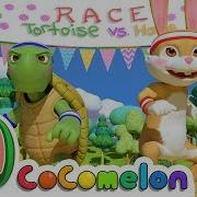 Tortoise Wins By A Hare