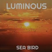 Luminous Sea Bird