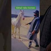 Ахалтеке Жылқысы Туралы Сіз Білмейтін Мəліметтер About Horses