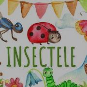 Insectele Pe Intelesul Copiilor