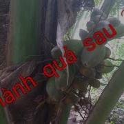 Cách Trồng Dừa Xiêm Xanh Mau Ra Trái Chặt Lá Dừa Cây Dừa Chậm Ra Trái
