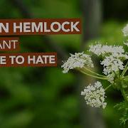 Hemlock