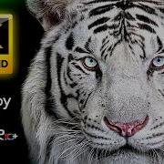 120Fps
