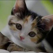 Кошки Непохожи На Людей