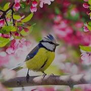 Relaxing Bird And Water Sounds For Sleep