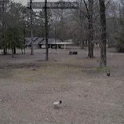 Hawk Attacks Plymouth Rock Chicken