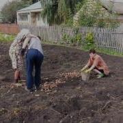 Внуки Помогают Бабушке Зое На Огороде