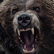 Bear Sound Effect Roar