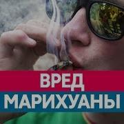 Чем Опасно Курение Марихуаны Вред Конопли И Каннабиса Наркотики