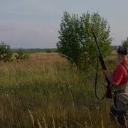 Охота С Курцхааром На Тетерева Курцхаар Грета Охота С Легавой На Тетерева Видео