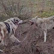 Волк Против Собаку