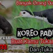 Suara Burung Ruak Ruak 1 Jam