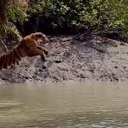 Tiger Jump Video