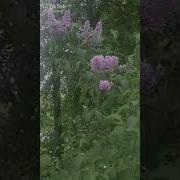 Очень Красивое Песня Где Ты