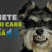 Latrat De Caine Audio Sunete De Caini Care Latra