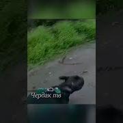 Собака Забыла Как Лаять