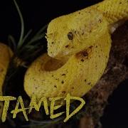 Yellow Snake