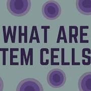 Stem Cell