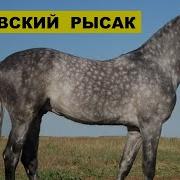 Породы Лошадей Орловский Рысак Орловская Рысистая Орловские Рысаки Видео