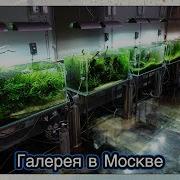 Галерея Ada В Москве Природный Аквариум