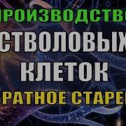 Квантовое Омоложение Создание Стволовых Клеток