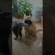 Дорогу Султан Сулейман Хан Хазрет Лери
