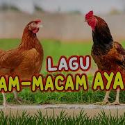 Ayam