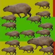 Я Капибара У Меня Синие Штанишки