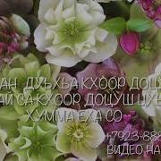 Дал Декъал Войл Хьо Сан Хьоме Йиши К1Ант