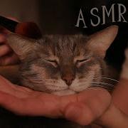 Гладить Кота Asmr Video