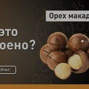 Орех Макадамия