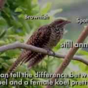 Asian Cuckoo Koel