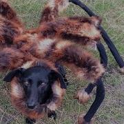 Mutant Giant Spider Dog Sa Wardega