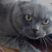 Самый Злой Кот В Мире Который Рычит