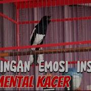 Menaikkan Emosi Kacer Kompilasi Suara Kacer Gacor Fighter Ngotot Buka