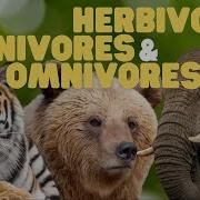 Animals Carnivores Herbivores And Omnivores