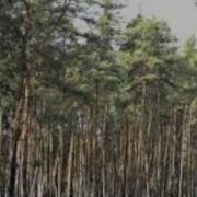 Песня Из К Ф И Это Всё О Нем
