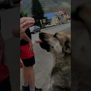 Собака Сосиска