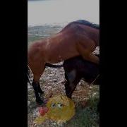 Donkey Mating Hard With Horse Animal Mating