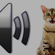 Cat Meow Sounds