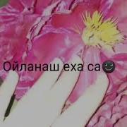Радима Хаджимурадова Дала Декъал Йойла Хьо