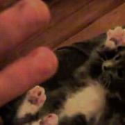 Cat Tickle