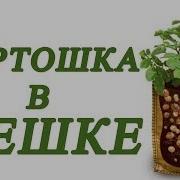 Выращивание Картофеля В Мешках Нано Метод Посадки Картошки Картошка В Мешке