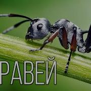 10 Интересных Фактов О Муравьях