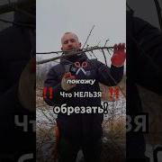 Всё Об Обрезке И Прививке Деревьев И Кустарников