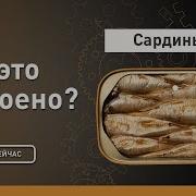 Сардина