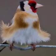 Goldfinch Songs Mp3