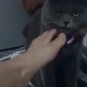 Кота Тошнит От Вонючей Ноги