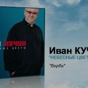 Верба Кучин